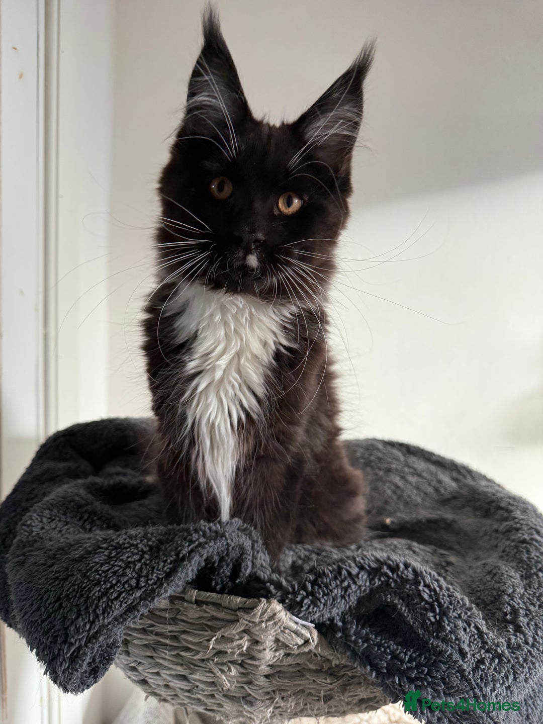 Maine Coon cats for sale: 🐾 last Maine Coon Boy Still Available 🐾 - Advert 3