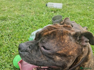 Staffordshire Bull Terrier dogs - Advert 26