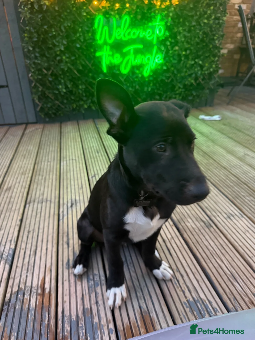 Mixed Breed dogs for sale: Labrador Cross - Advert 4