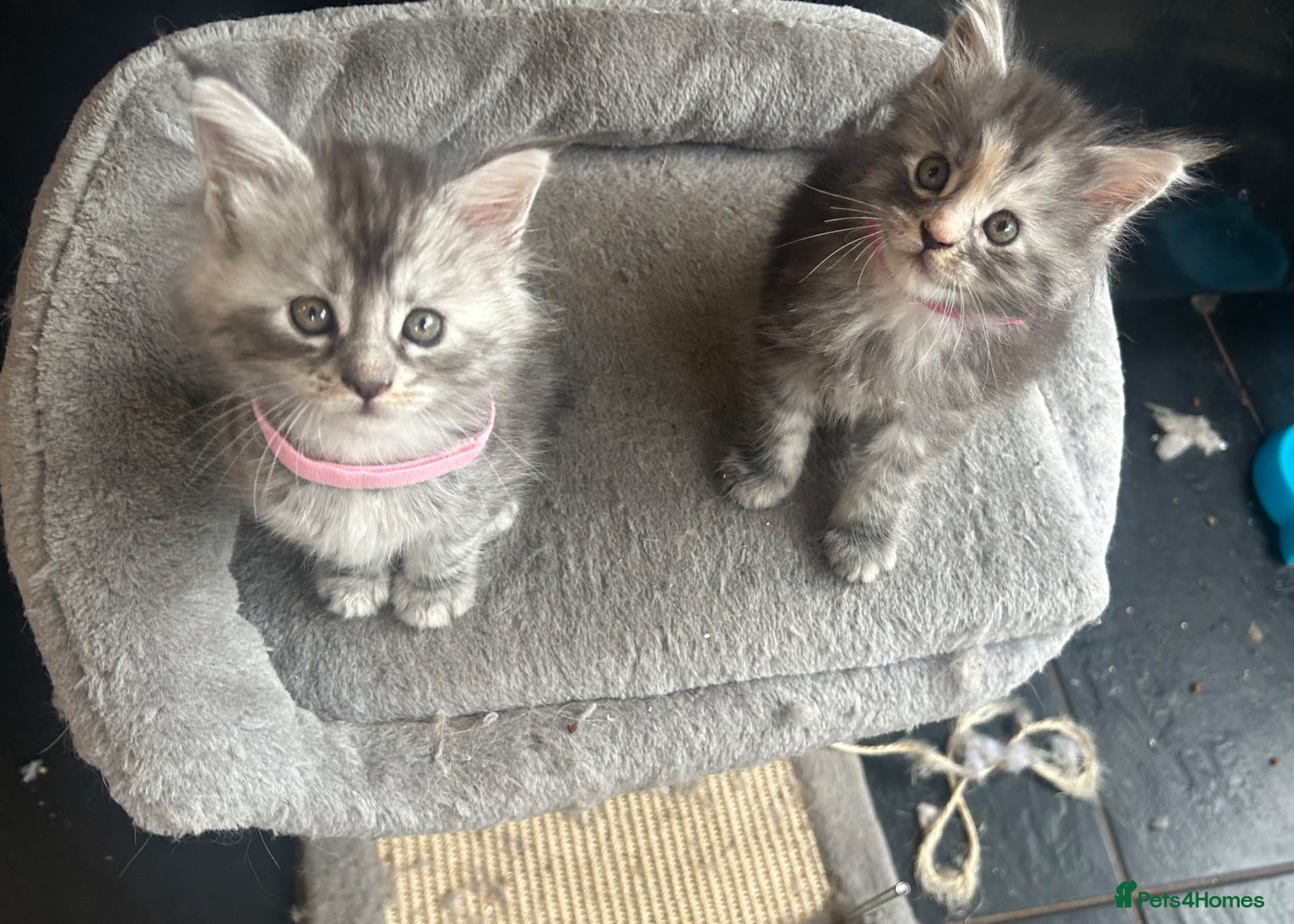 Maine Coon cats 4 Maine Coon Kittens left due to time wasters  - Advert 8