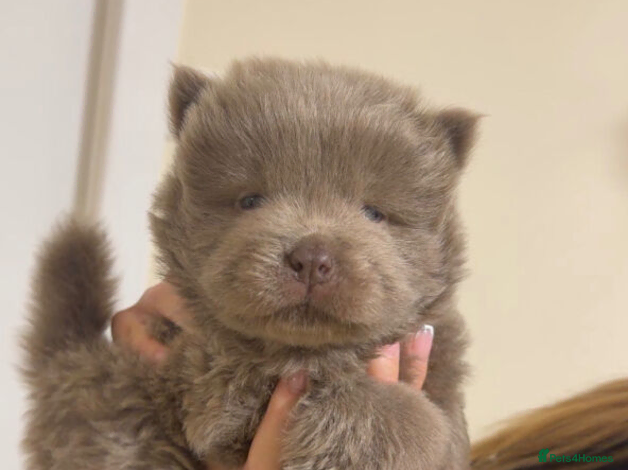 Chow Chow dogs Exceptional Chow Chow Puppies available - Advert 3