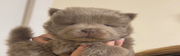 Chow Chow dogs for sale: Exceptional Chow Chow Puppies available in Bournemouth - Advert 1