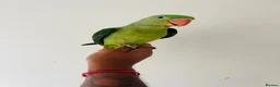 Parrots birds for sale: Hand Reared Alexandrine for sale  - Advert 10
