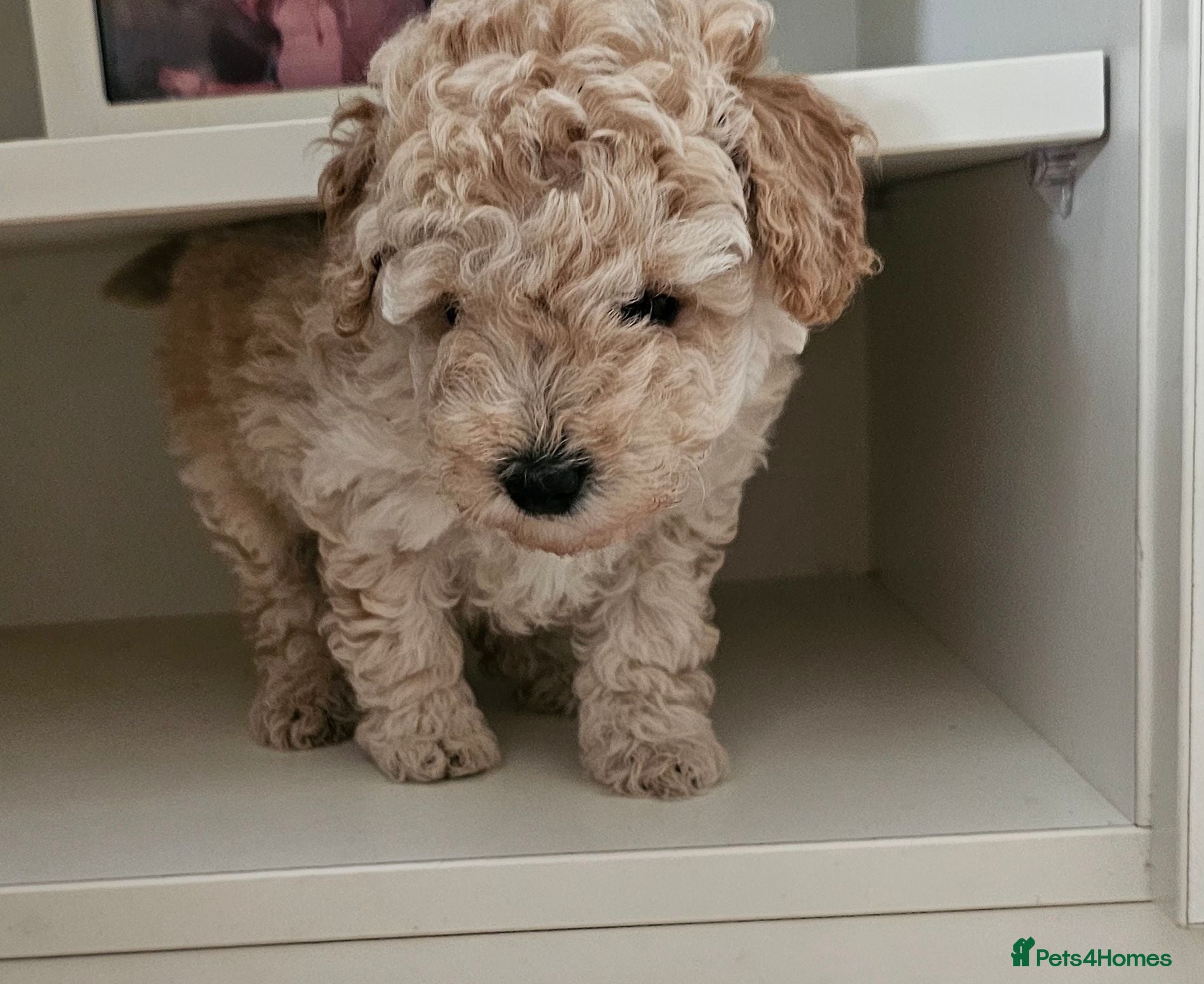Miniature Poodle dogs Apricot miniature poodle - Advert 10