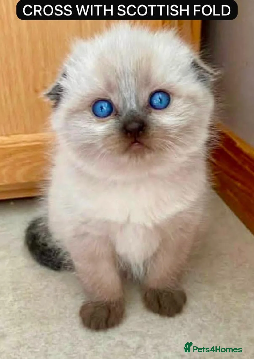 British Shorthair cats for stud: Pedigree White British Shorthair - Colourpoint BSH - Advert 9