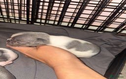 French Bulldog dogs for sale: 8 KC Reg’d French Bulldog Pups For Sale - Image 13