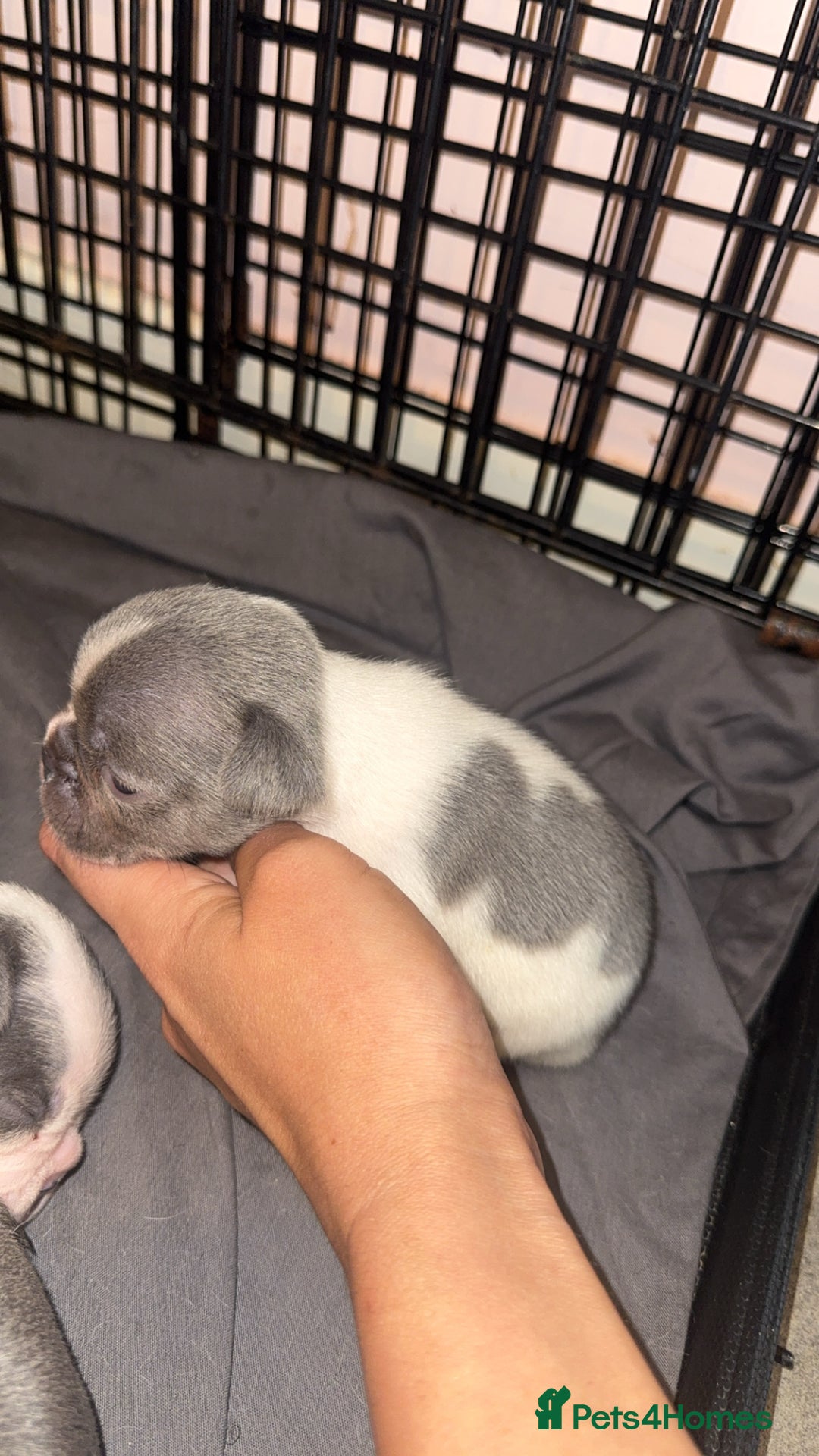French Bulldog dogs for sale: 8 KC Reg’d French Bulldog Pups For Sale - Image 13