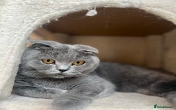 British Shorthair cats for sale: British shorthair fold - Image 5