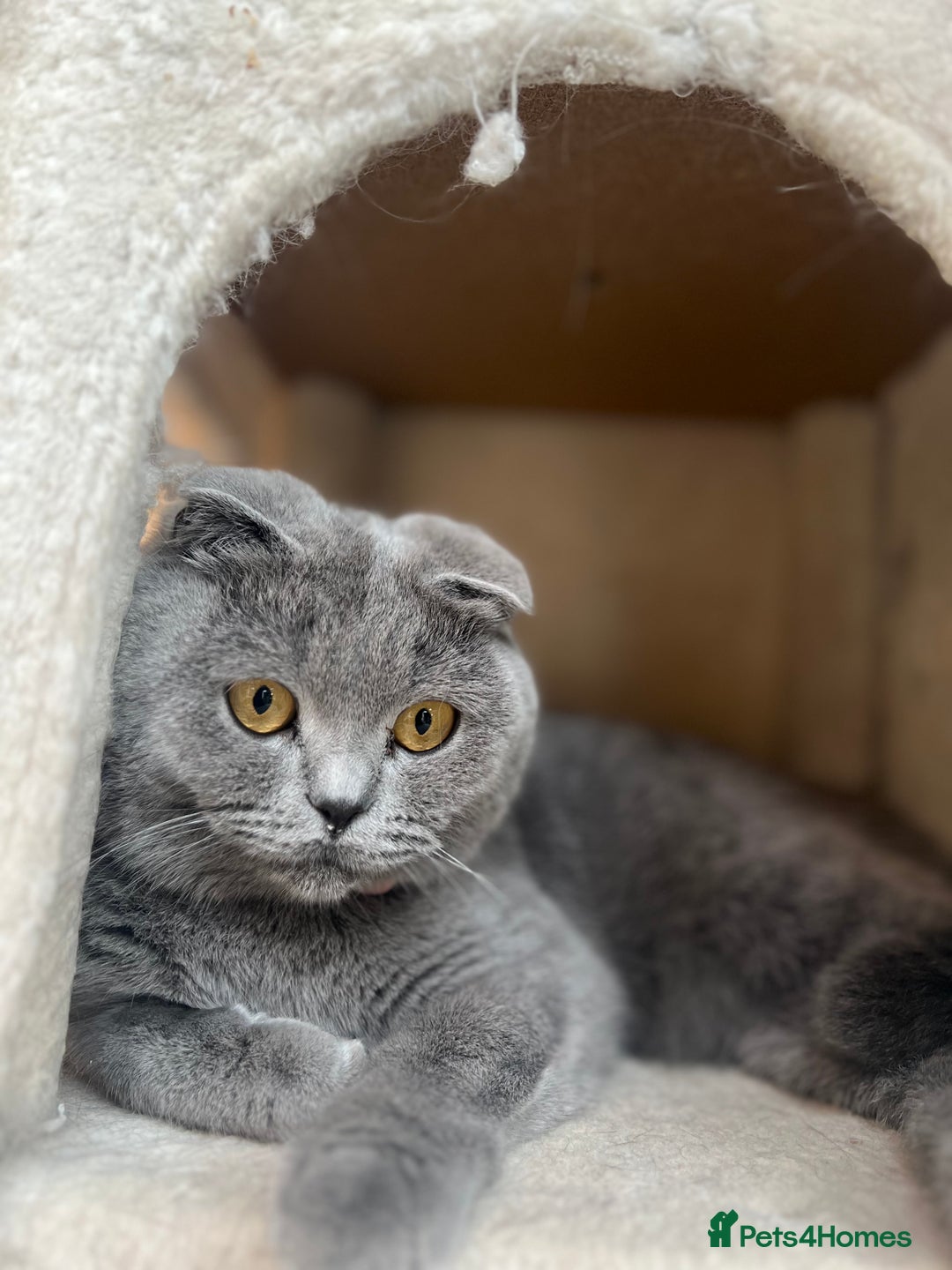 British Shorthair cats for sale: British shorthair fold - Image 5