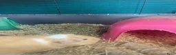 Guinea Pig rodents for sale: My last pig needs a forever home! - Advert 7