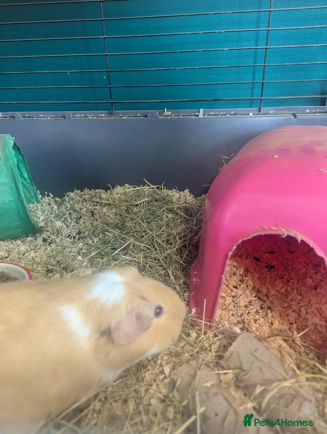 Guinea Pig rodents for sale: My last pig needs a forever home! - Advert 7