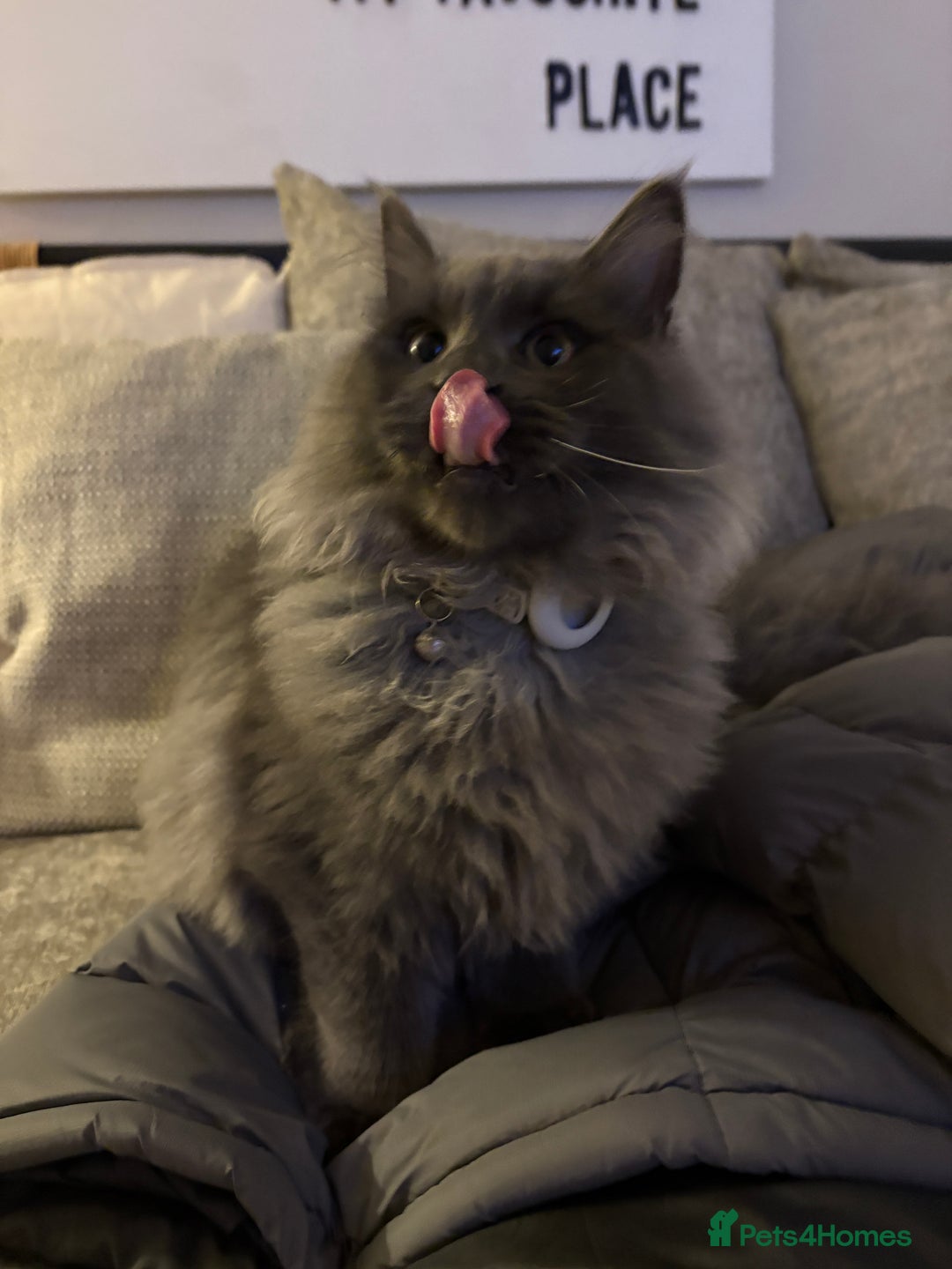 Maine Coon cats for sale: 🐾 Exceptional Blue Smoke Maine Coon Available 🐾 - Advert 7