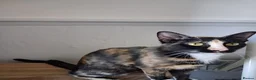 Mixed Breed cats for sale: Gorgeous kittens Ready to leave  🧡 in Colchester - Advert 12