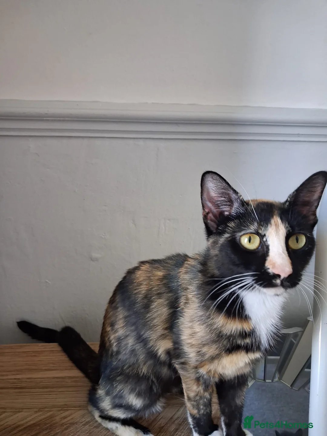 Mixed Breed cats for sale: Gorgeous kittens Ready to leave  🧡 in Colchester - Advert 12