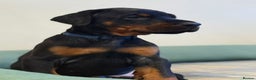 Dobermann dogs for sale: 🐾 Dobermann puppies/KC reg🐾 Top Pedigree - Advert 25