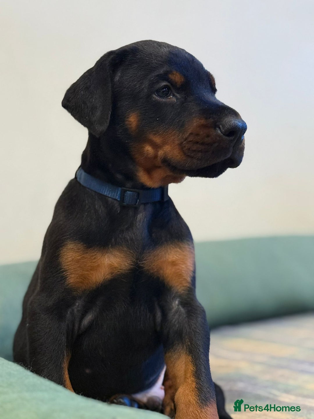 Dobermann dogs for sale: 🐾 Dobermann puppies/KC reg🐾 Top Pedigree - Advert 25