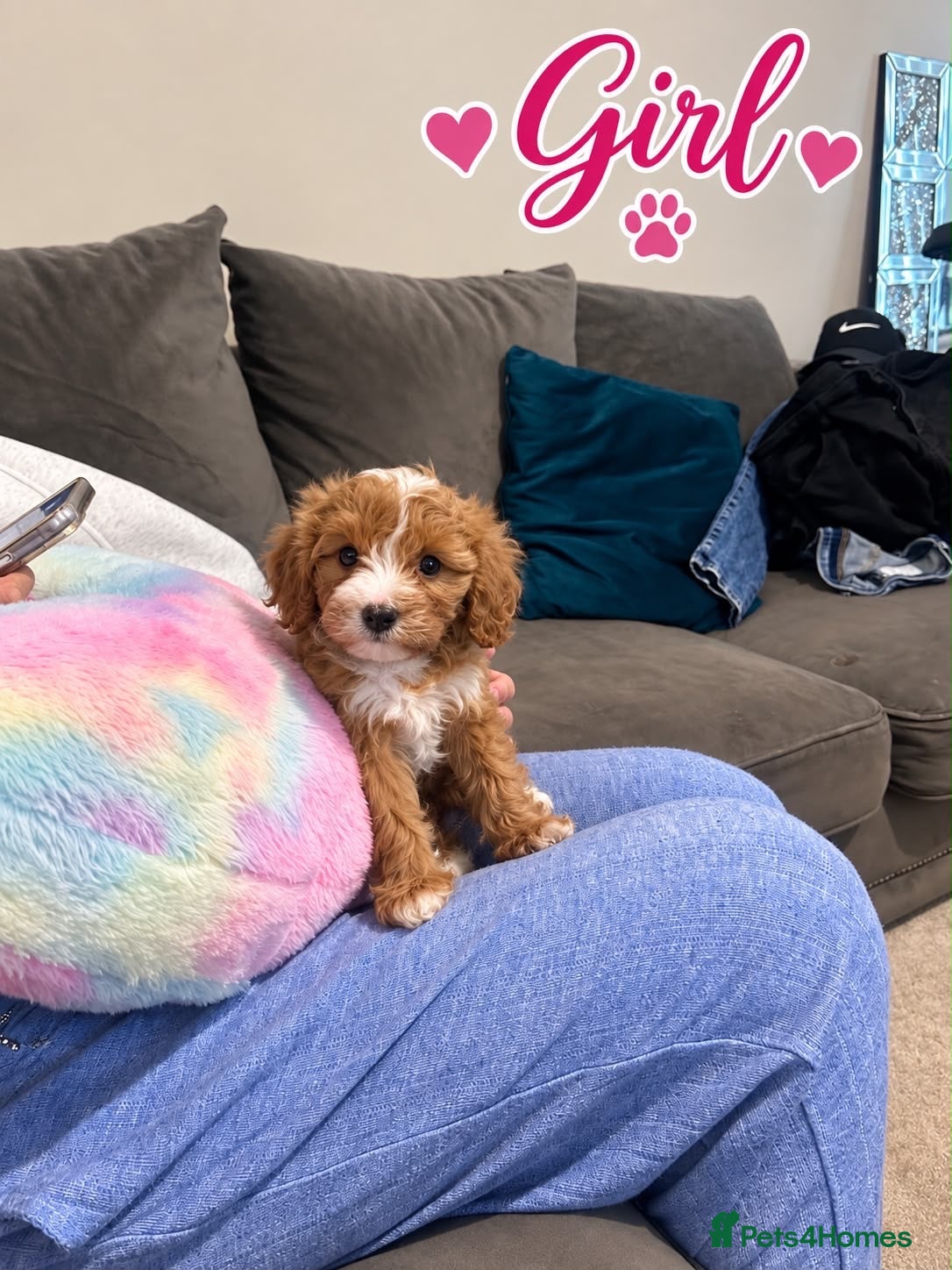 Maltipoo dogs 🌟🐻 Our five-star Asian Maltipoo teddy bears  - Advert 3