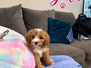 Maltipoo dogs 🌟🐻 Our five-star Asian Maltipoo teddy bears - Advert 3