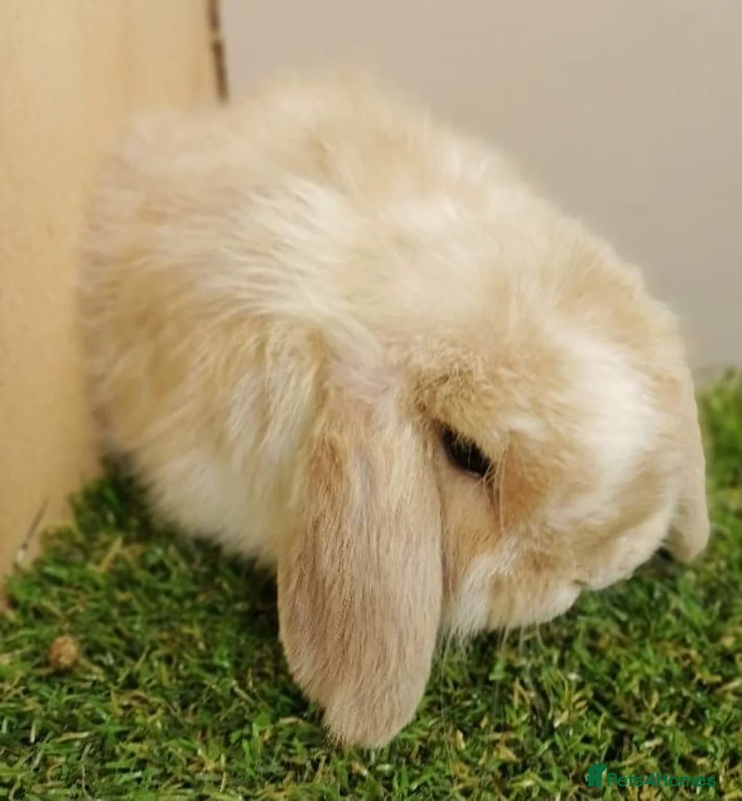 Mini Lop rabbits for sale: Vaccinated Baby Mini Lops-with new Yurvac vaccine - Advert 1