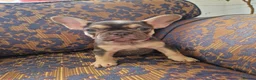 French Bulldog dogs for sale: 🌟REDUCED🌟only one girl and one boy left - Advert 11