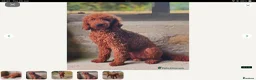 Miniature Poodle dogs for sale: Miniature poodle  in Yateley - Advert 2
