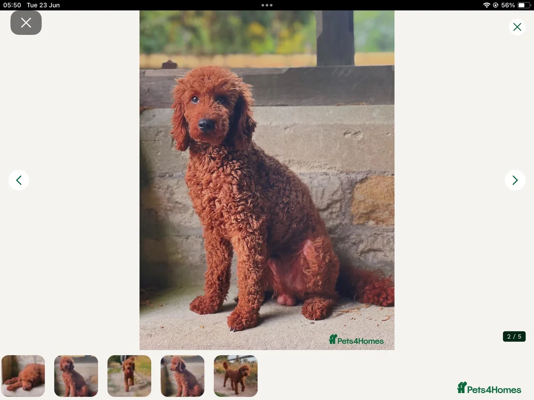 Miniature Poodle dogs for sale: Miniature poodle  in Yateley - Advert 2