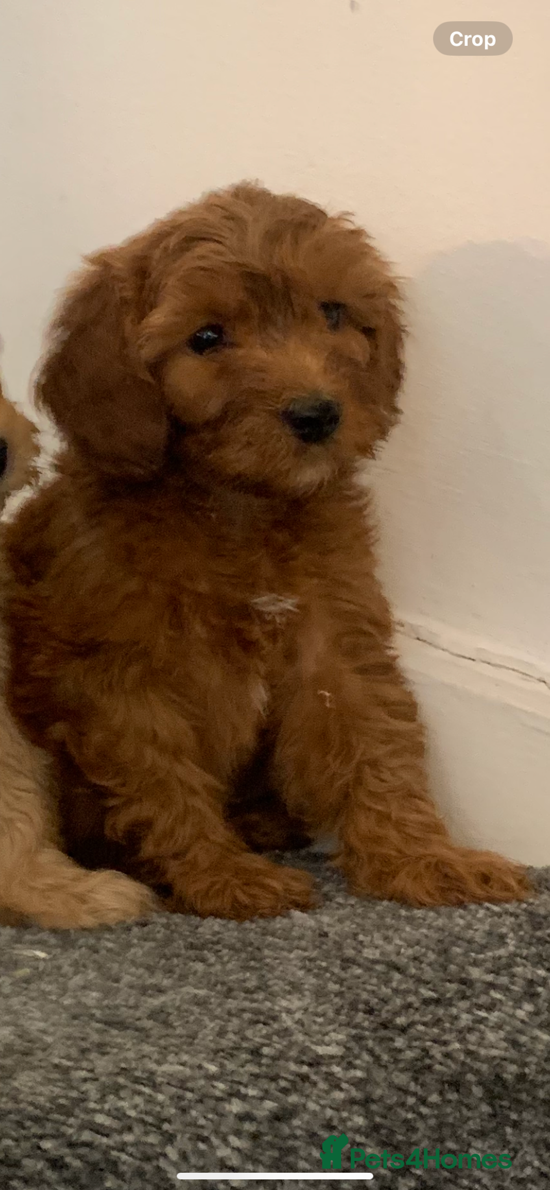 Cavapoo dogs for sale: Small Cavapoo puppies (toy poodle) - Image 9