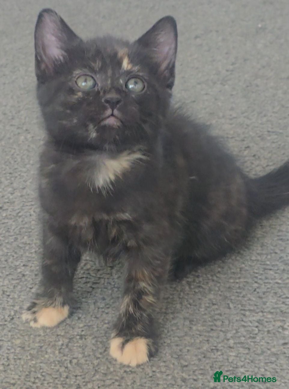 Mixed Breed cats Torbie female kitten - Advert 9