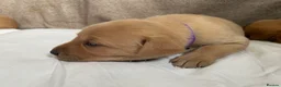 Labrador Retriever dogs for sale: 🦊❤️ GORGEOUS FOX RED LAB PUPPIES 6 GIRLS & 1 BOY! - Advert 6