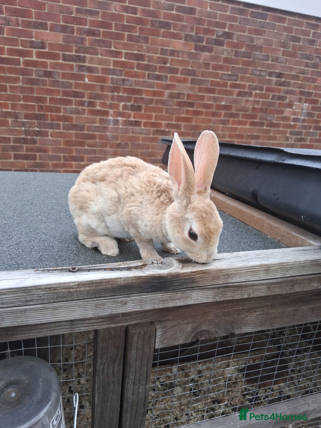 Mixed Breed rabbits for sale: Taka and Bobby - Image 11