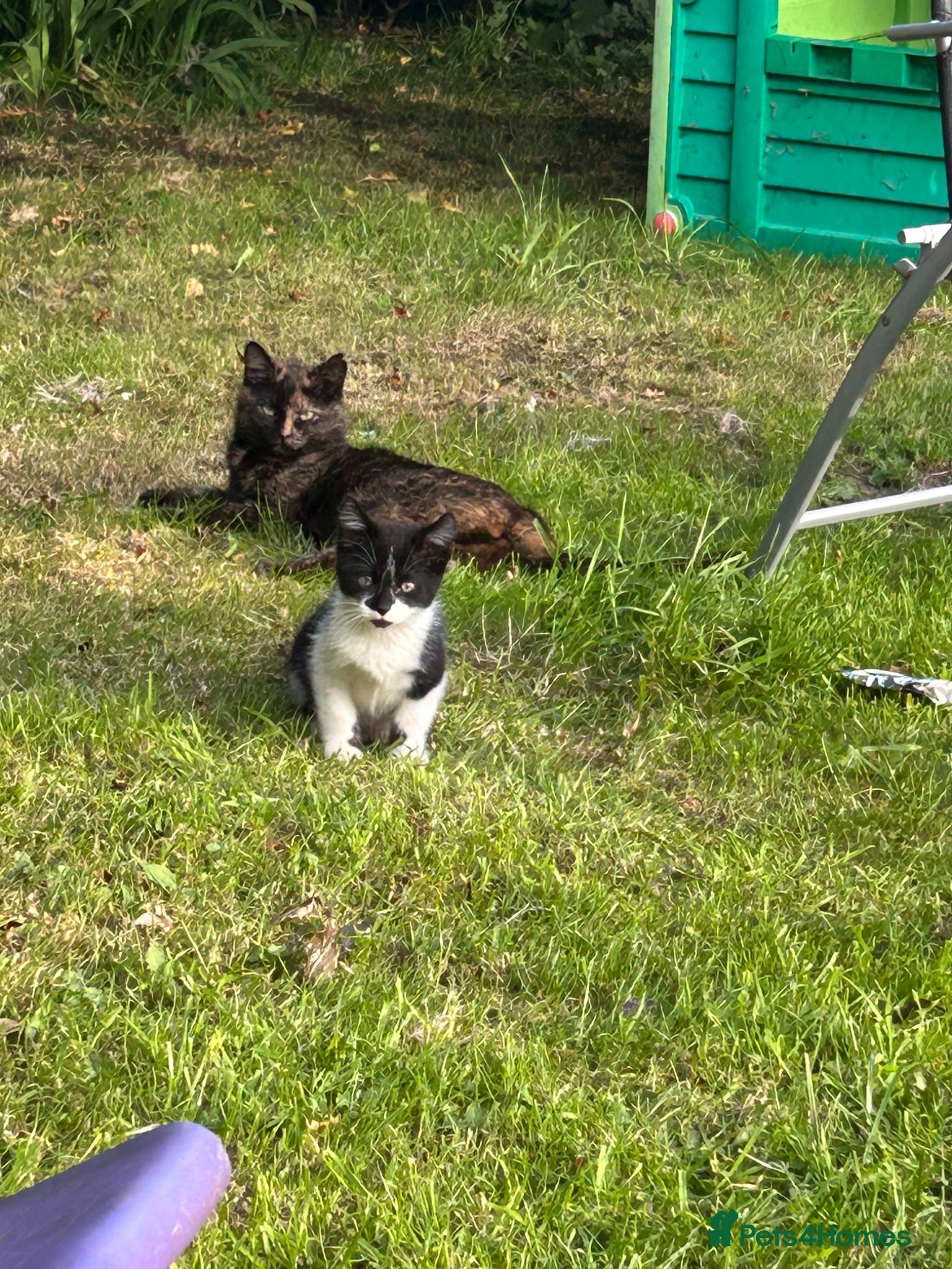 Mixed Breed cats Beautiful kittens for sale - Advert 3