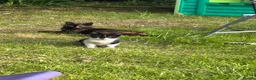 Mixed Breed cats for sale: Beautiful kittens for sale - Advert 1