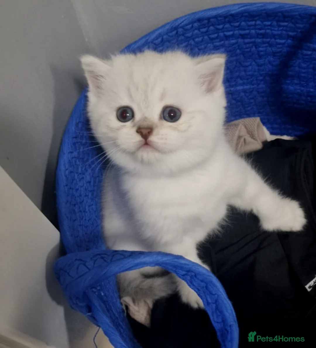 Scottish Fold cats for sale: Adorable Scottish Fold & Straight Kittens - Advert 16