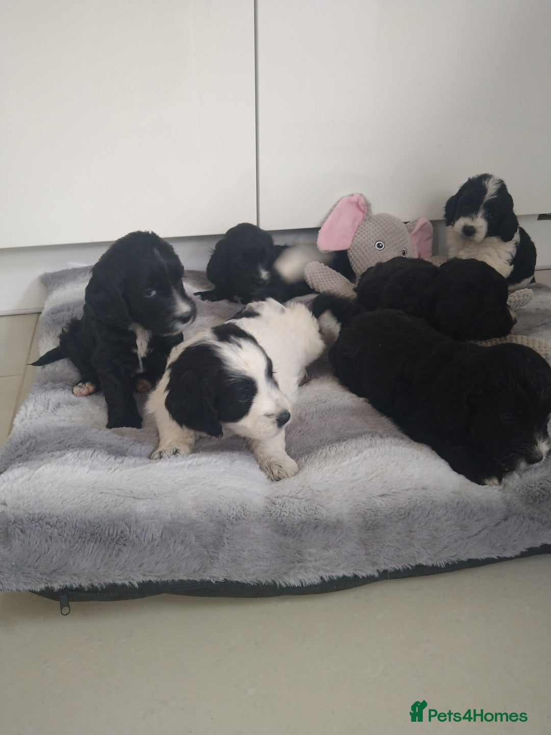 Cockapoo dogs for sale: cockerpoo  - Image 10