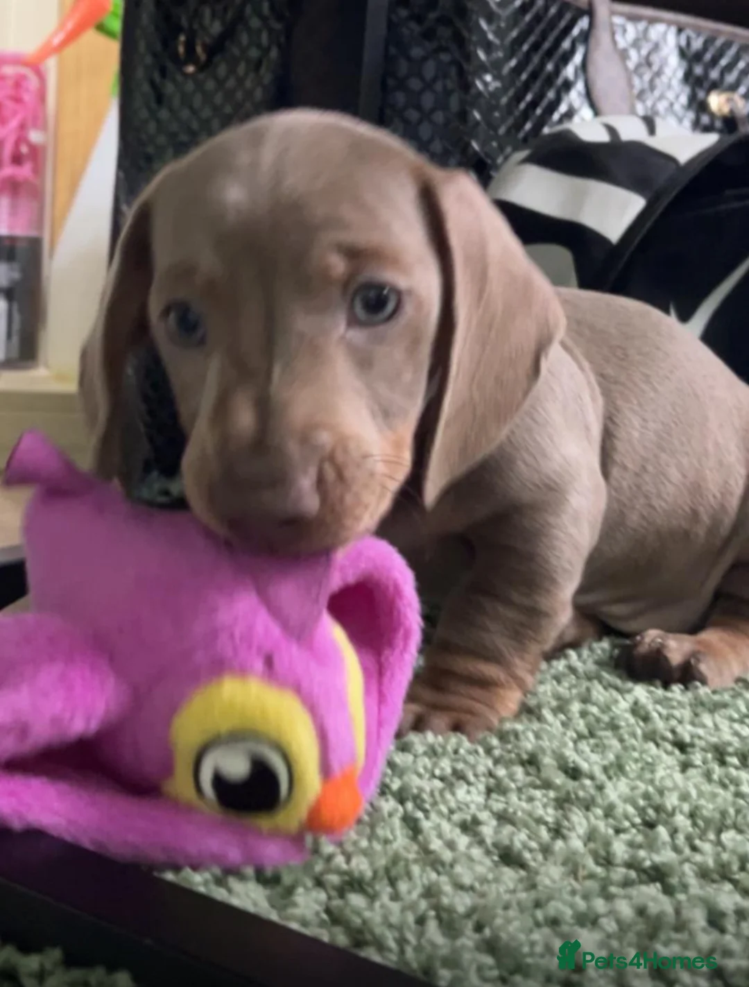 Miniature Dachshund dogs for sale: Mini dachshund  in Huddersfield - Advert 3