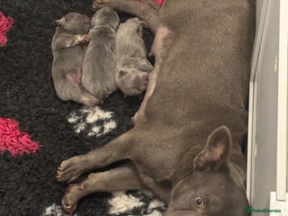 French Bulldog dogs Little girl frenchie pup - Advert 1