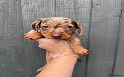 Dachshund dogs for sale: KC Registered Miniature Dachshunds - Image 10
