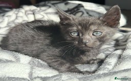 Bengal cats for sale: Adorable Half Bengal Kittens for Sale - Image 4