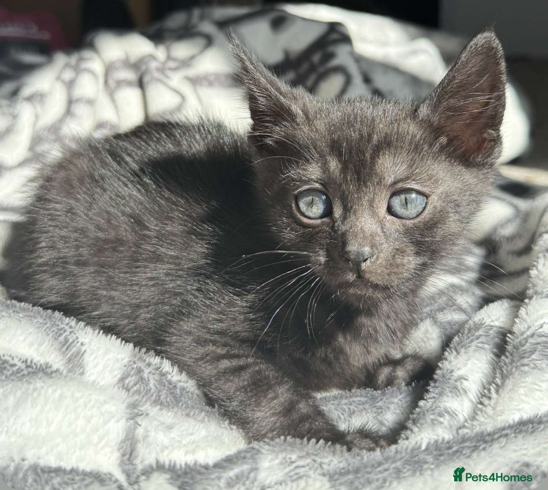 Bengal cats for sale: Adorable Half Bengal Kittens for Sale - Image 4