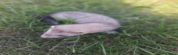 Ferret rodents for sale: Friendly ferrets for sale - Advert 3