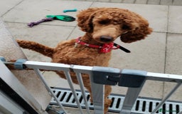 Cavapoo dogs for sale: Cavapoos  - Image 11