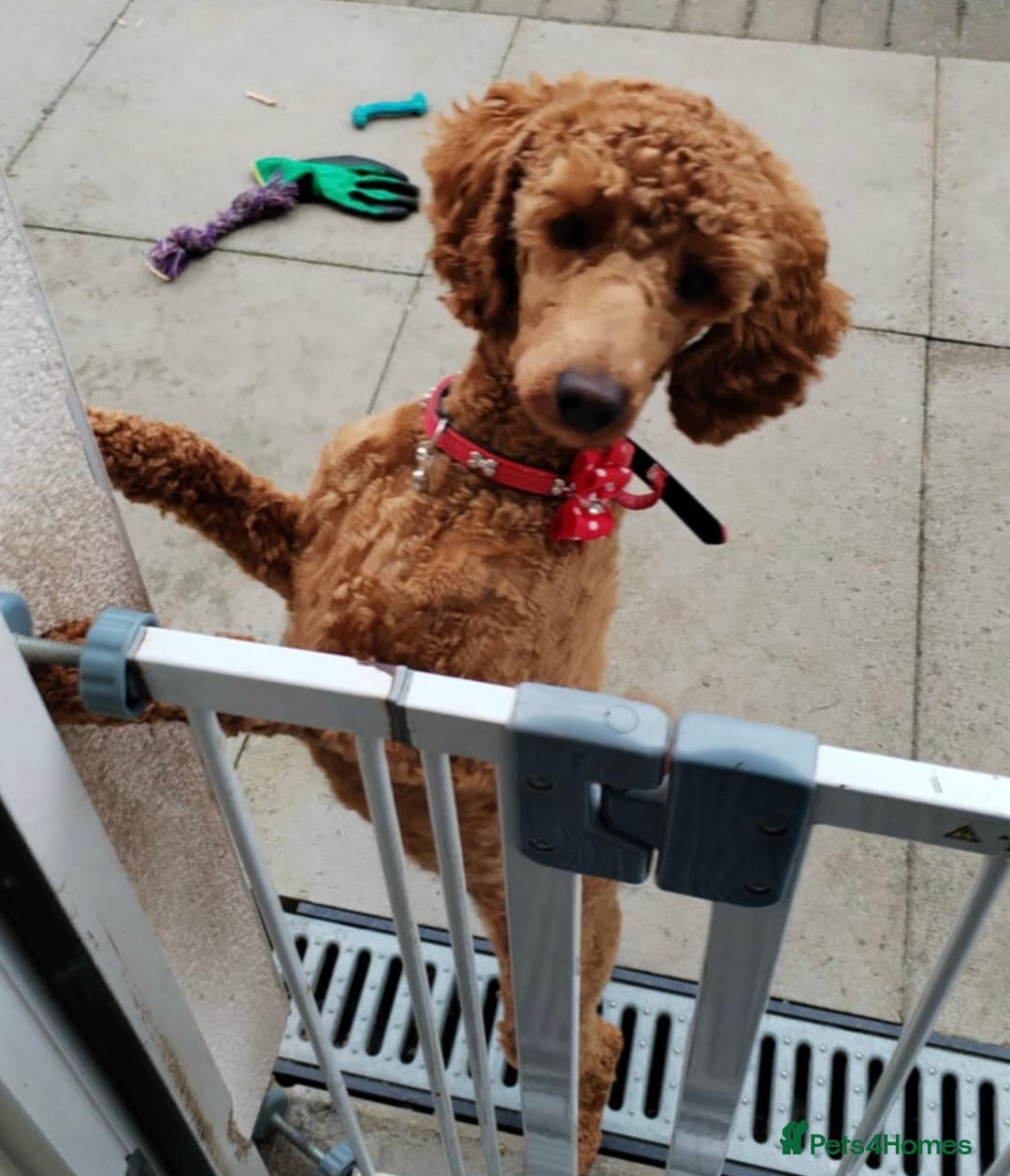 Cavapoo dogs for sale: Cavapoos  - Image 11