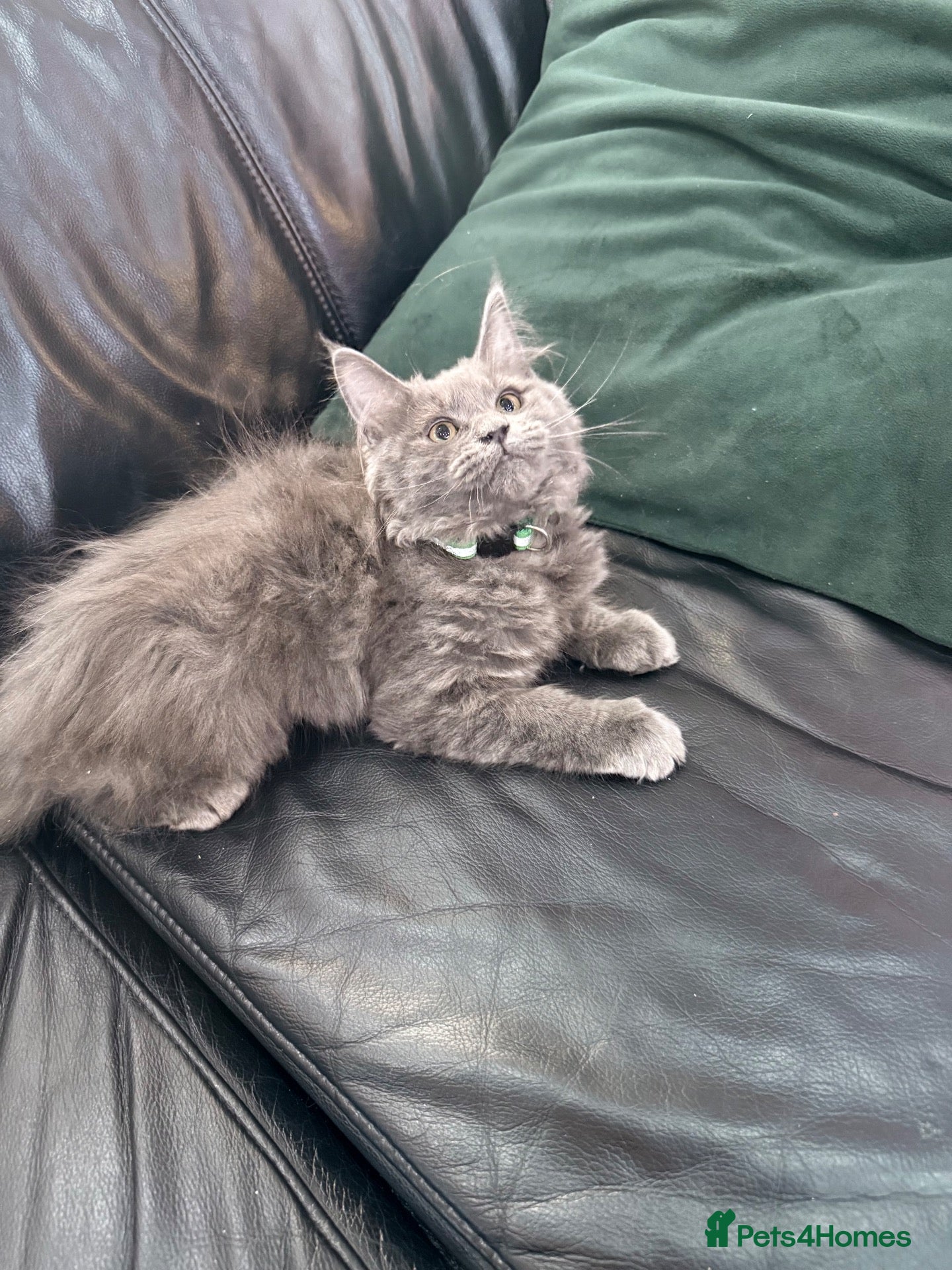 Maine Coon cats Maine Coon Kittens XXL – Blue. Beautiful - Advert 1