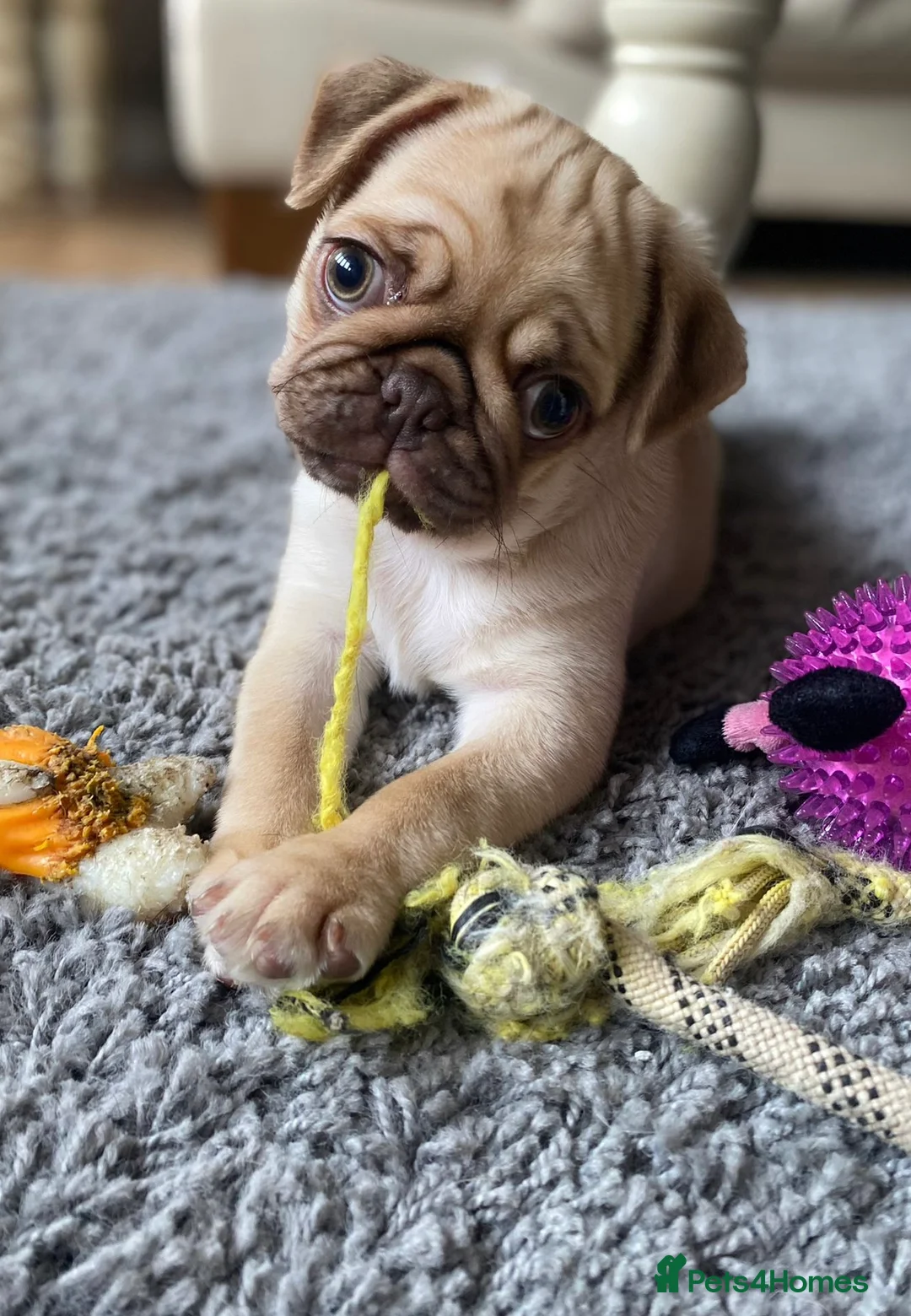Pug dogs for stud: KC Registered. Proven stud - Advert 2