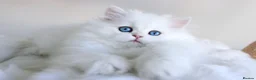 British Longhair cats for sale: Super Rare & Top Quality Kittens - Advert 5