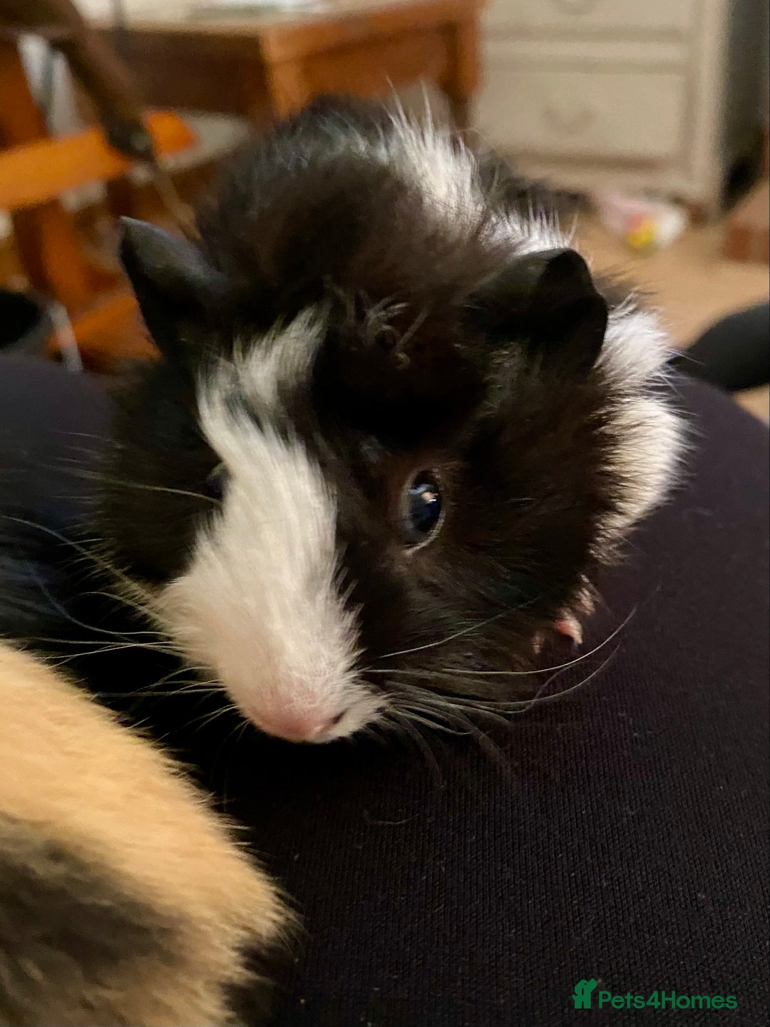 Guinea Pig rodents for sale: Baby boy guineas - Image 2