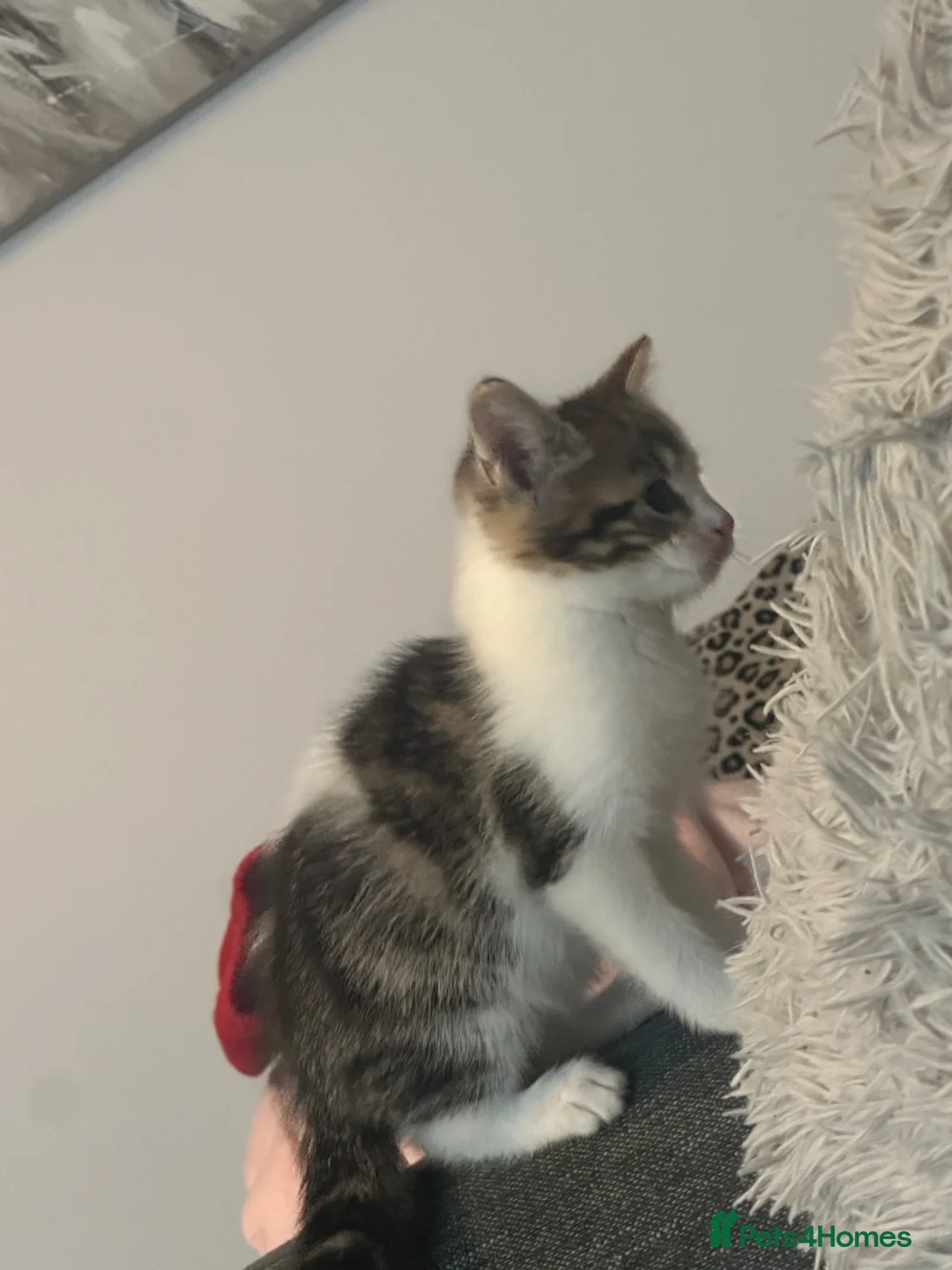 Mixed Breed cats for sale: 3 Colourful Boys,  - Advert 6