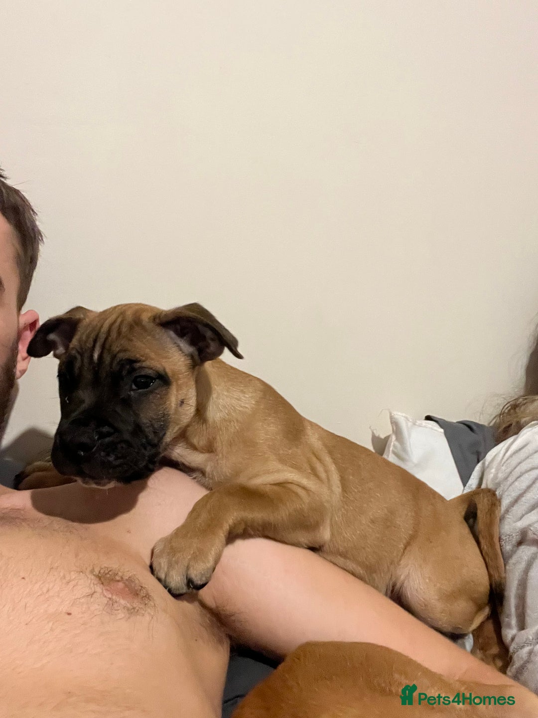 Staffordshire Bull Terrier dogs for sale: Beautiful Staffy pups  in Shrewsbury - Image 4