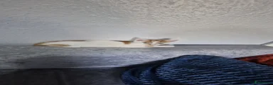 Domestic Shorthair 1