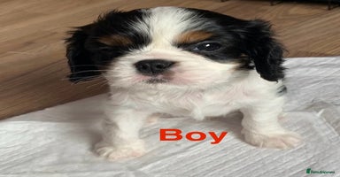 Cavalier King Charles Spaniel dogs - Advert 8